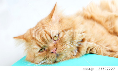 Lovely red cat, soft focus. 25527227
