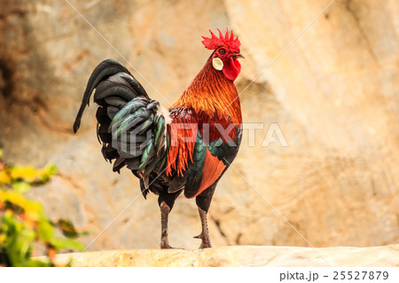 chicken and nature chicken and nature 25527879