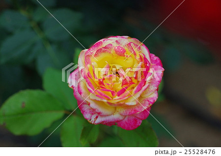 バラ 25528476