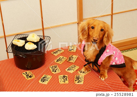 お正月　かるたを楽しむダックス　戌年年賀素材 25528981