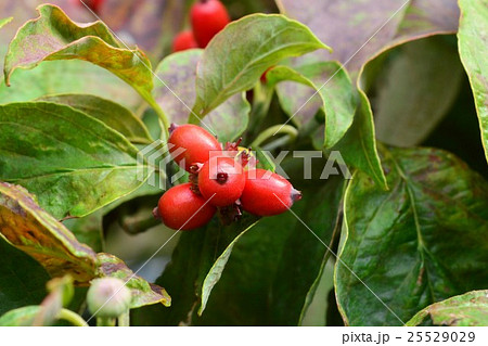 ハナミズキの実 25529029