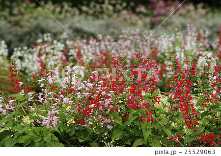 サルビア 25529063