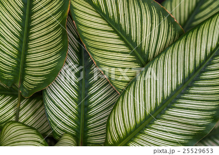 Leaf green background 25529653