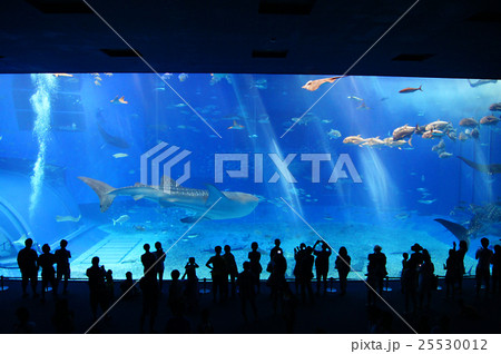 沖縄美ら海水族館 25530012