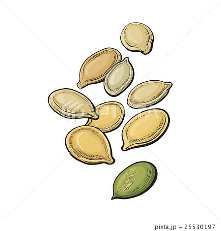 Whole And Peeled Pumpkin Seeds Isolated On Whiteのイラスト素材