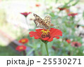 蝶と花 25530271