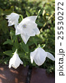 白い花 25530272