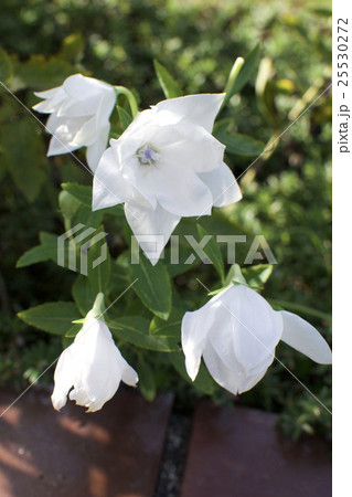 白い花 白い花 25530272