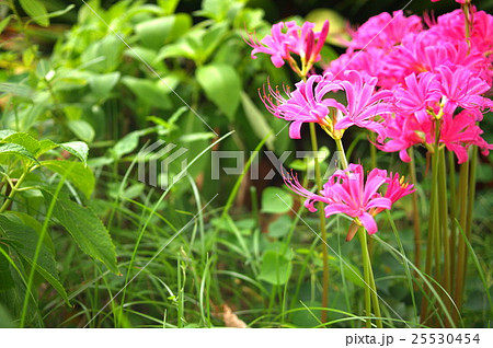 木陰で咲く桃色の彼岸花 木陰で咲く桃色の彼岸花 25530454
