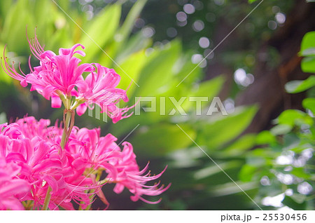 木漏れ日の中で咲く桃色の彼岸花 25530456