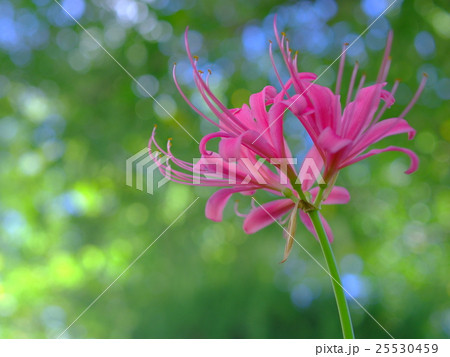 木陰で咲く桃色の彼岸花（クローズアップ） 25530459