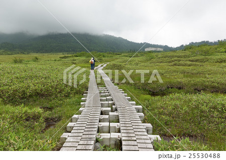餓鬼田（池塘）の中を進む立山弥陀ヶ原の木道、富山県 25530488