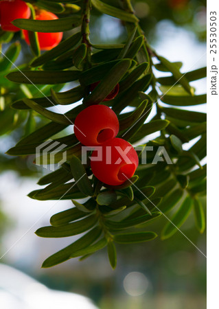 オンコの実　イチイの実 25530503