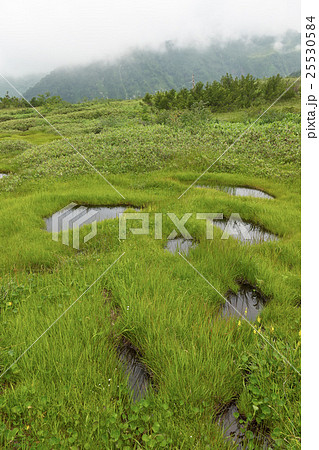 餓鬼田が点在する立山弥陀ヶ原、富山県（縦構図） 25530584