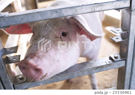 豚 25530961