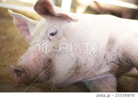 豚 25530970
