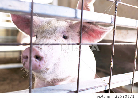豚 25530971