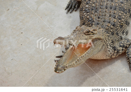 Crocodile 25531641