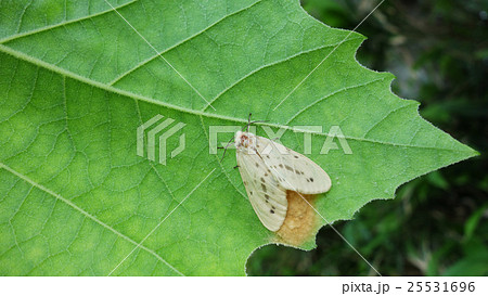 クワゴマダラヒトリ 蛾の産卵 クワゴマダラヒトリ 蛾の産卵 25531696