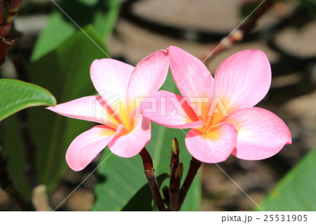 ハワイアンプルメリア ピンクの写真素材