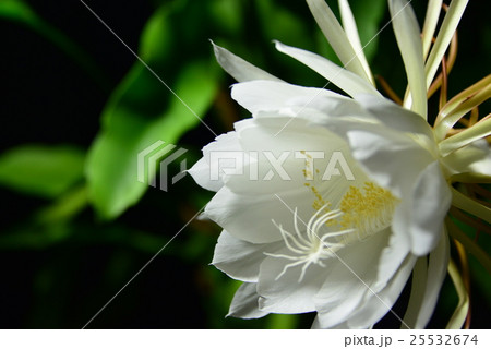 月下美人 25532674