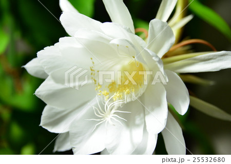 月下美人 25532680