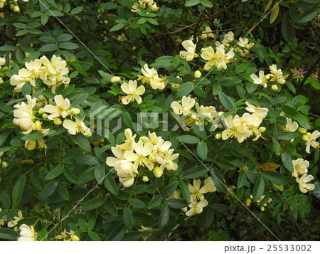 アンデスの乙女は鮮やかな黄色い花が咲き、見るだけで希望が湧き元気になる。花言葉も「輝かしい未来」で素 25533002