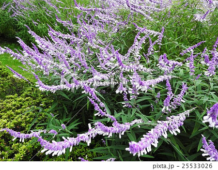 柔らかな毛に覆われた紫のガクに 白やピンク 紫の花を咲かせるサルビア レウカンサ 花言葉は 家族愛 の写真素材