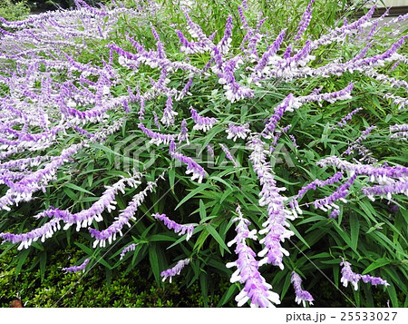 柔らかな毛に覆われた紫のガクに、白やピンク、紫の花を咲かせるサルビア・レウカンサ。花言葉は「家族愛」 柔らかな毛に覆われた紫のガクに、白やピンク、紫の花を咲かせるサルビア・レウカンサ。花言葉は「家族愛」 25533027