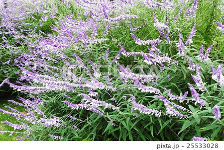 柔らかな毛に覆われた紫のガクに 白やピンク 紫の花を咲かせるサルビア レウカンサ 花言葉は 家族愛 の写真素材
