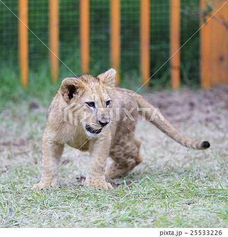 ライオンの赤ちゃん 25533226