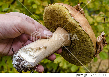 In The Autumn Forest 25535844
