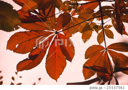 樫の木の紅葉の写真素材