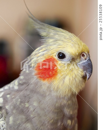 オカメインコ（ノーマルパール横顔縦構図） 25538109