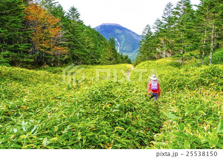 蓼科山に続く道 蓼科山に続く道 25538150