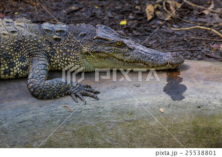 Crocodiles in a farm 25538801
