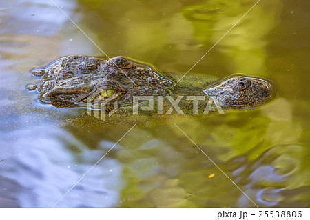 Wild Crocodile on the river Wild Crocodile on the river 25538806