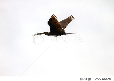 Oriental darter or snakebird bird 25538826