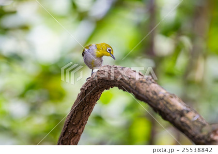 Oriental White-eye Bird of Thailand 25538842