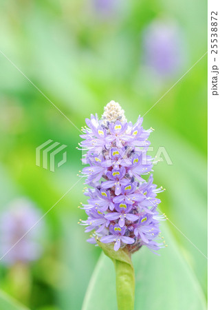 セイヨウニンジンボク セイヨウニンジンボク 25538872