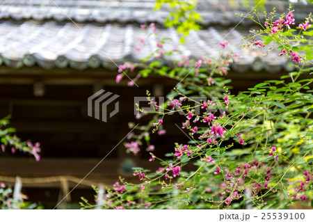 萩 - 梨木神社 萩 - 梨木神社 25539100