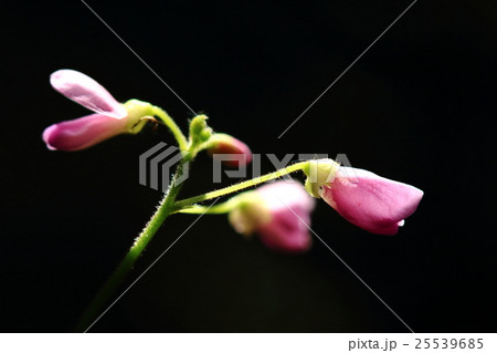 自然 植物 フジカンゾウ、薄暗い林の中、日差しの入る場所に薄紅色の花を咲かせます 自然 植物 フジカンゾウ、薄暗い林の中、日差しの入る場所に薄紅色の花を咲かせます 25539685