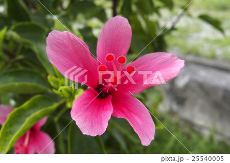 ハイビスカス 25540005