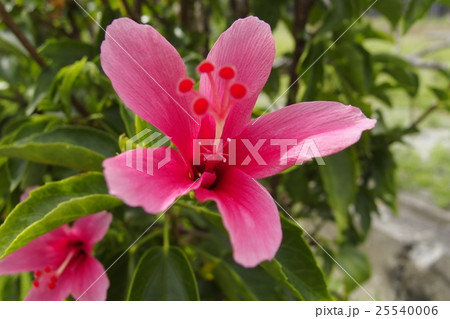 ハイビスカス 25540006