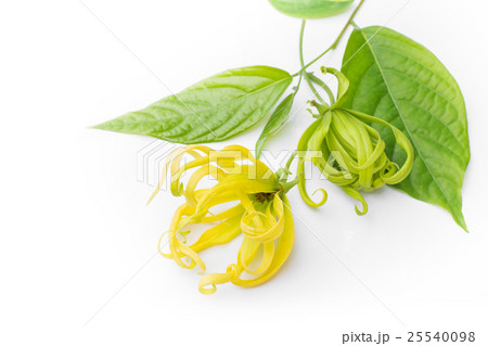 Yellow petal of flowers isolated white background 25540098