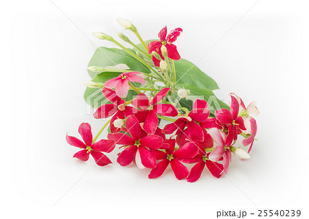 Pink of Rangoon creeper flowers isolated white Pink of Rangoon creeper flowers isolated white 25540239