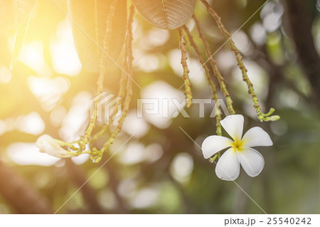 White Plumeria flowers with sunrise background 25540242