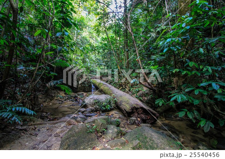 Tropical jungle 25540456