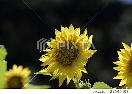 モネのひまわり その1。 Sunflower モネのひまわり その1。 Sunflower 25540498