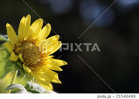 モネのひまわり その2。 Sunflower 25540499